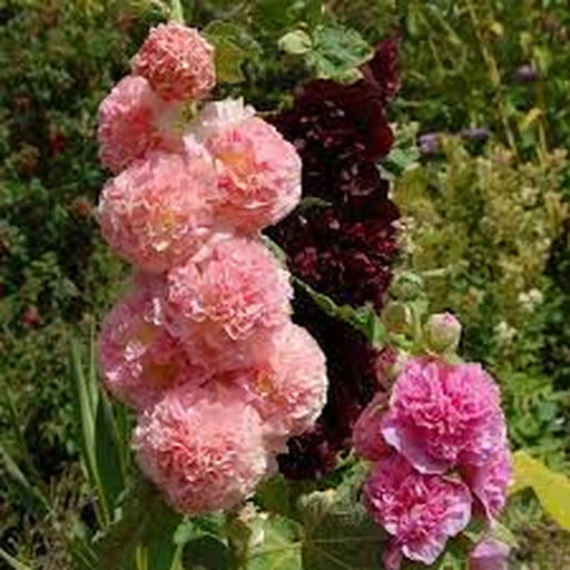 Kings Seeds Kings Seed Hollyhock Chaters Double Mixed (PM - D )