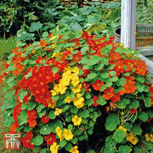 Kings Seeds Nasturtium, Alaska Mixed