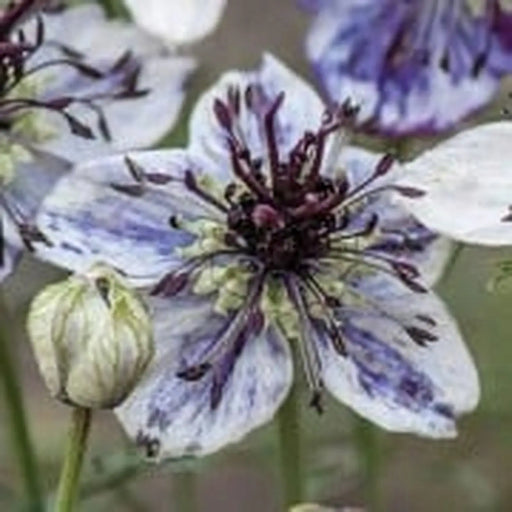Kings Seeds Nigella, Delft Blue
