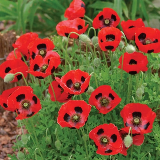 Kings Seeds Poppy, Papaver Ladybird