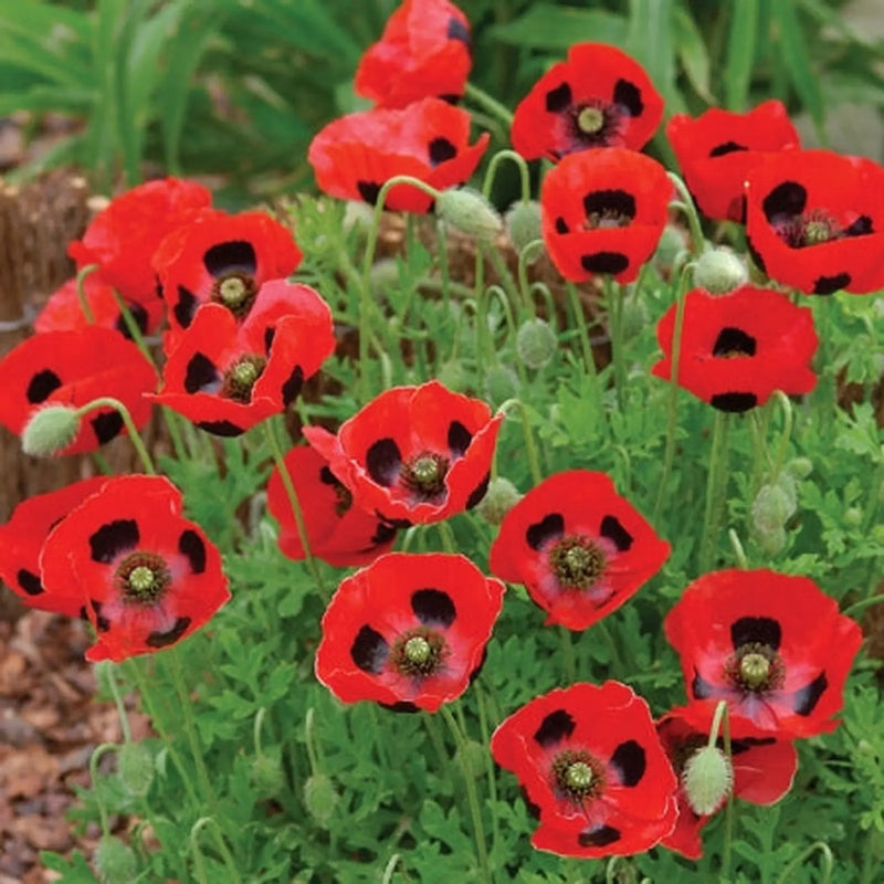 Kings Seeds Poppy, Papaver Ladybird