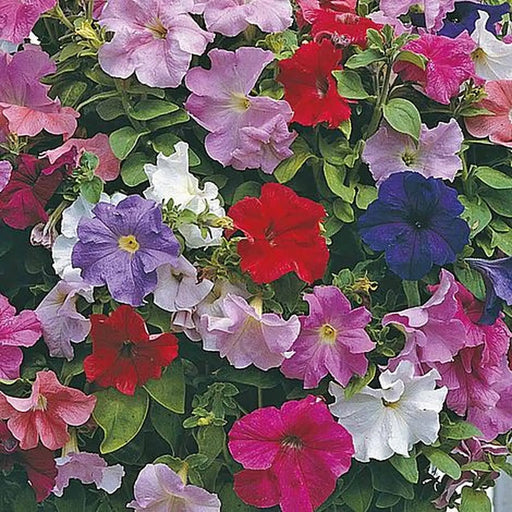 Kings Seeds Petunia, Cascade Mixed F1