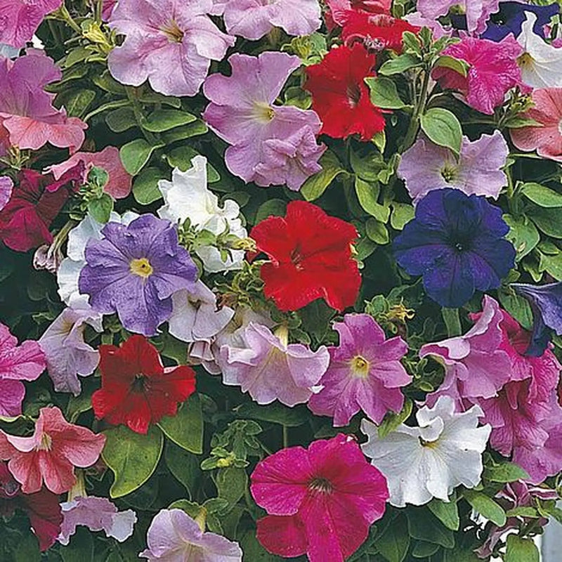 Kings Seeds Petunia, Cascade Mixed F1