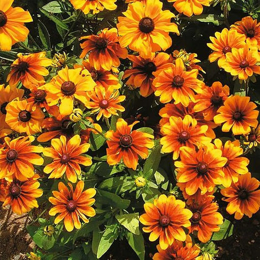 Kings Seeds Kings seed Rudbeckia Rustic Dwarfs