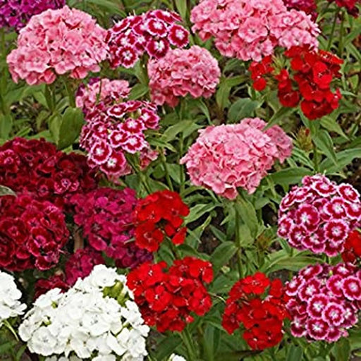 Kings Seeds Sweet William, Crown Double Mixed