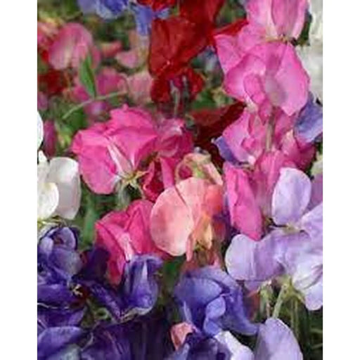 Kings Seeds Sweet Pea, Perfume Delight