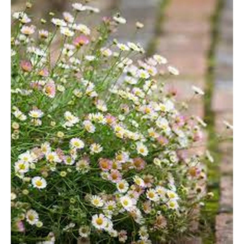 Kings Seeds Erigeron, Karvinskianus Profusion