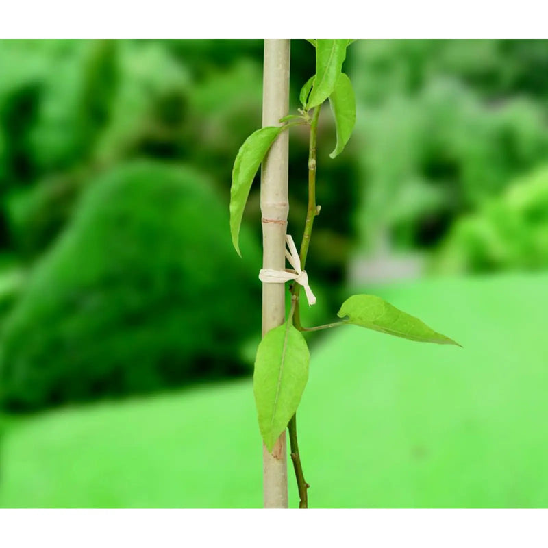 Ambassador Raffia 80gm
