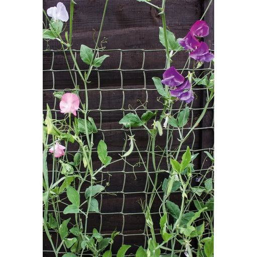 Ambassador Climbing Plant Support Green 5 x 0.5m