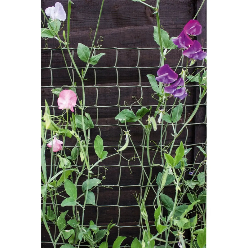 Ambassador Climbing Plant Support Green 5 x 0.5m