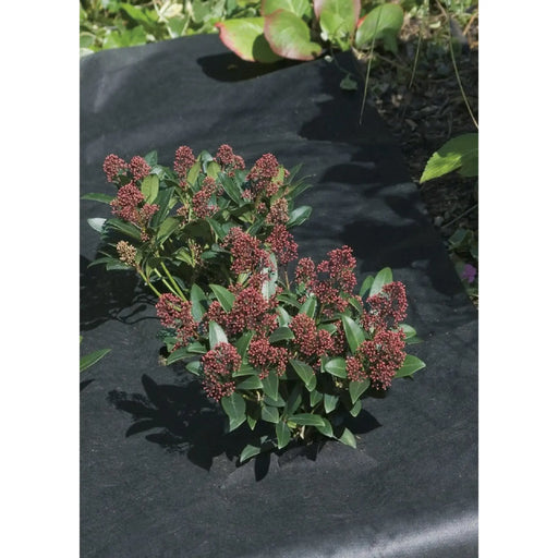 Ambassador Weed Control Fabric 50x1m