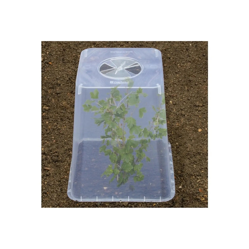 Garland Square Cloche Cover 32cm