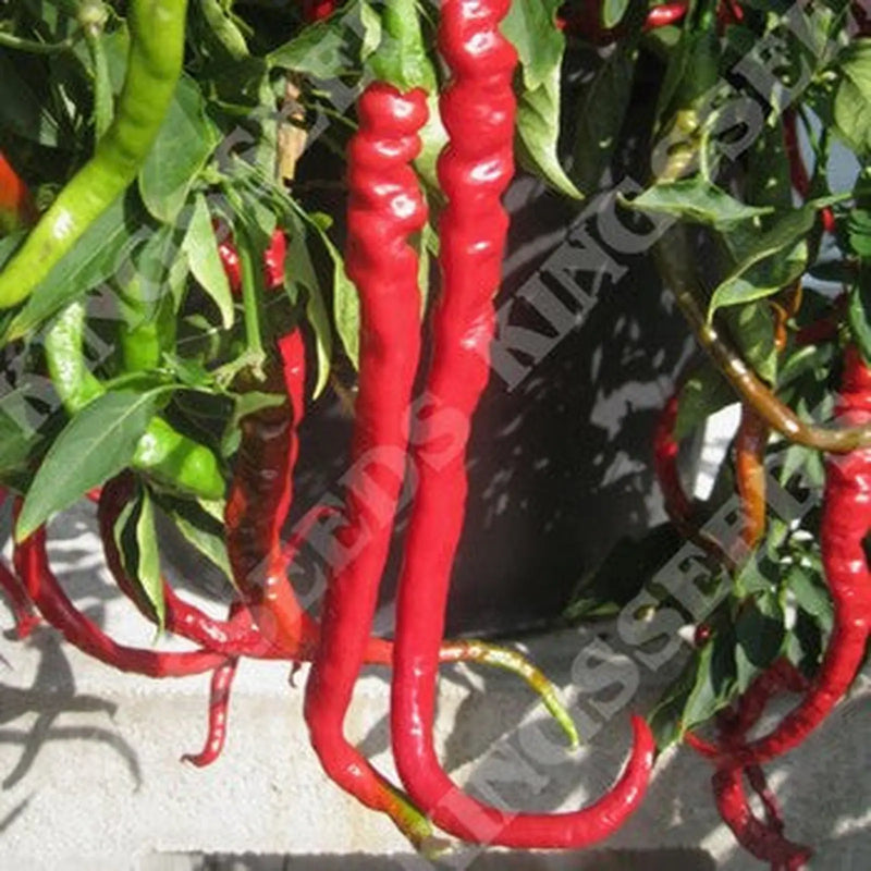 Kings Seeds Pepper, Fiery Tongues F1 (PM B)
