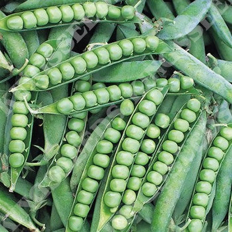 Kings Seeds Pea, Alderman (PM D )