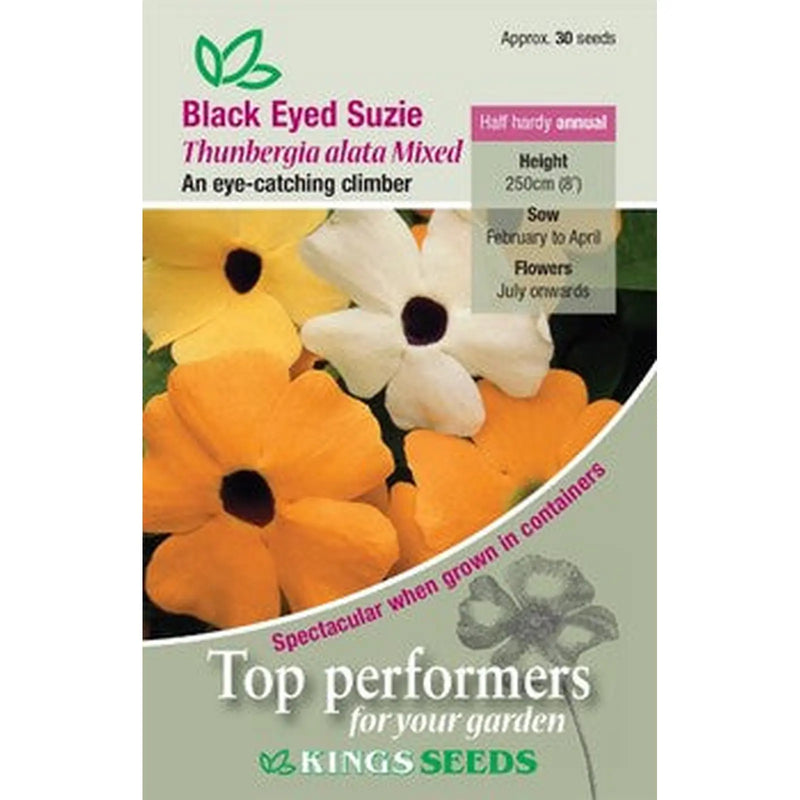 Kings Seeds Black Eyed Suzie, Thunbergia Alata Mixed (PM D )
