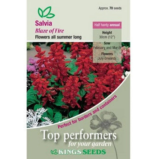 Kings Seeds Salvia, Blaze of Fire (PM D )