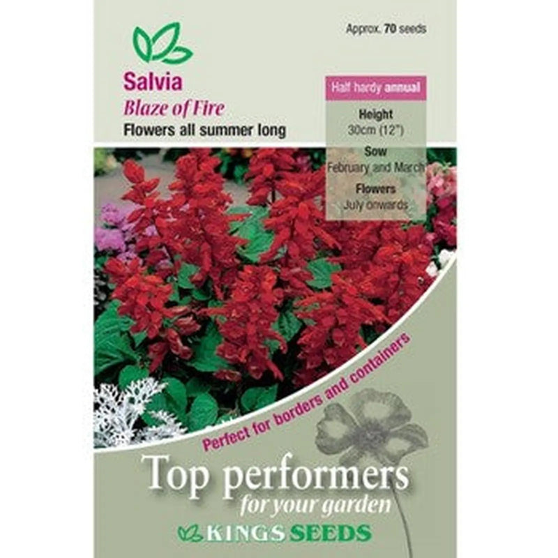 Kings Seeds Salvia, Blaze of Fire (PM D )