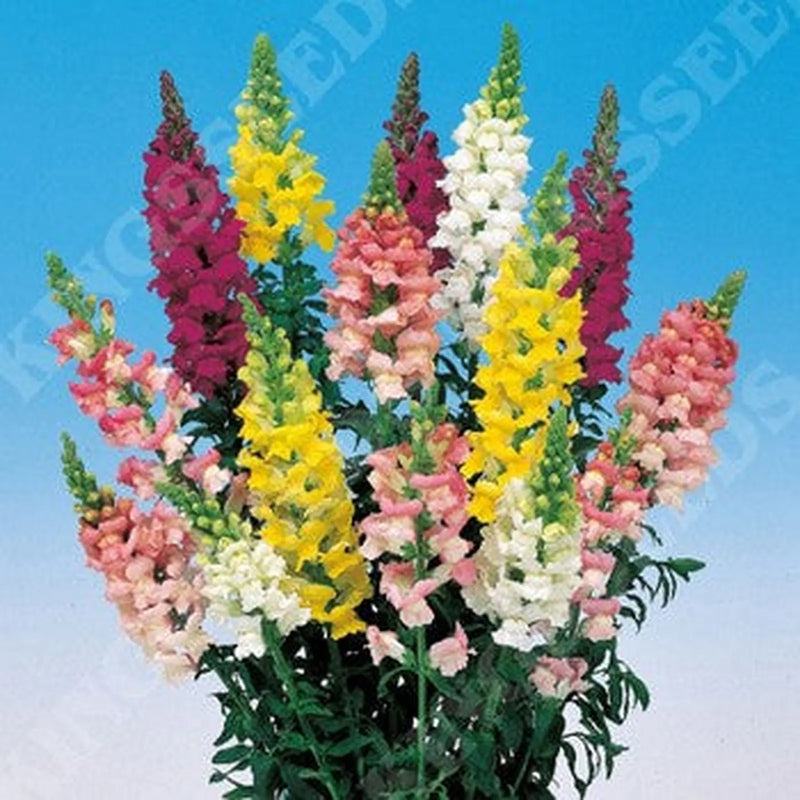 Kings Seeds Antirrhinum, Admiral Mixed F1 (PM D)