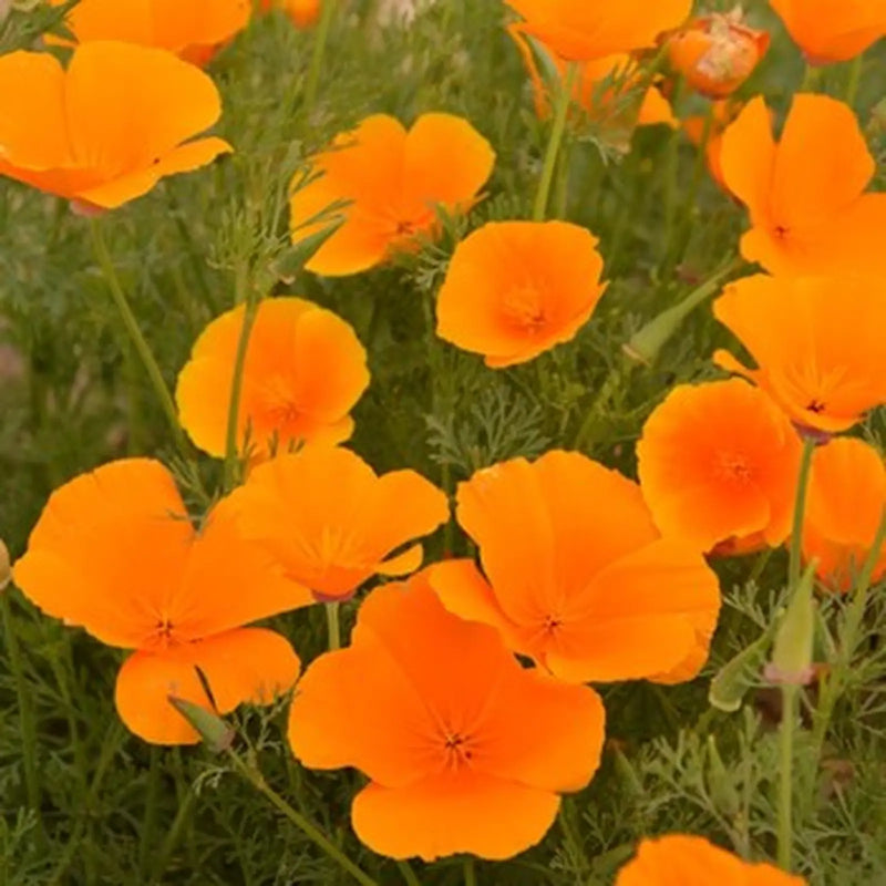 Kings Seeds Eschsholzia, Orange King