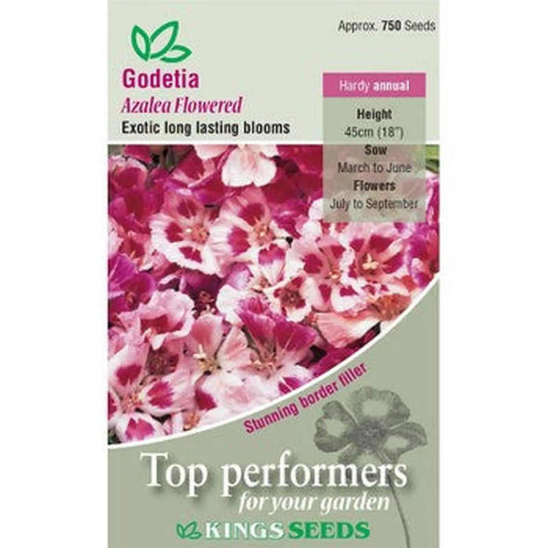 Kings Seeds Godetia,  Azalea Flowered (PM- B )