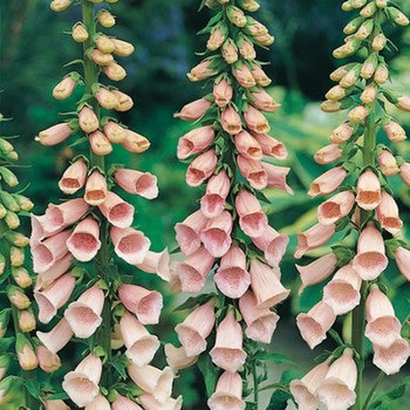 Kings Seeds Foxglove, Apricot (PM D)