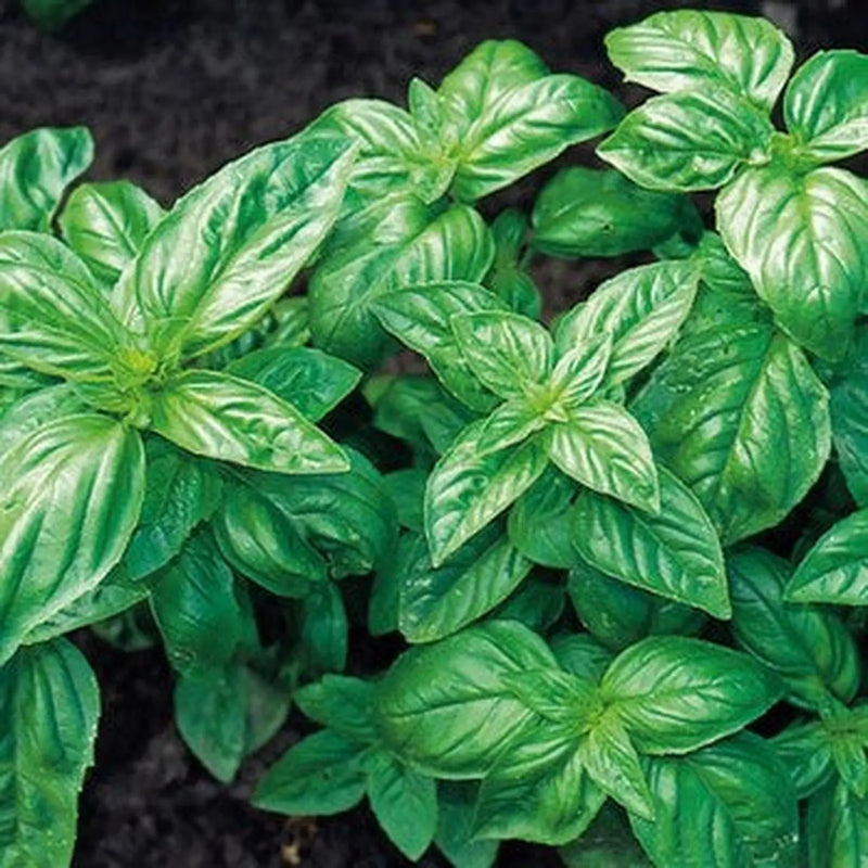 Kings Seeds Basil, Classic Italian (PM B)
