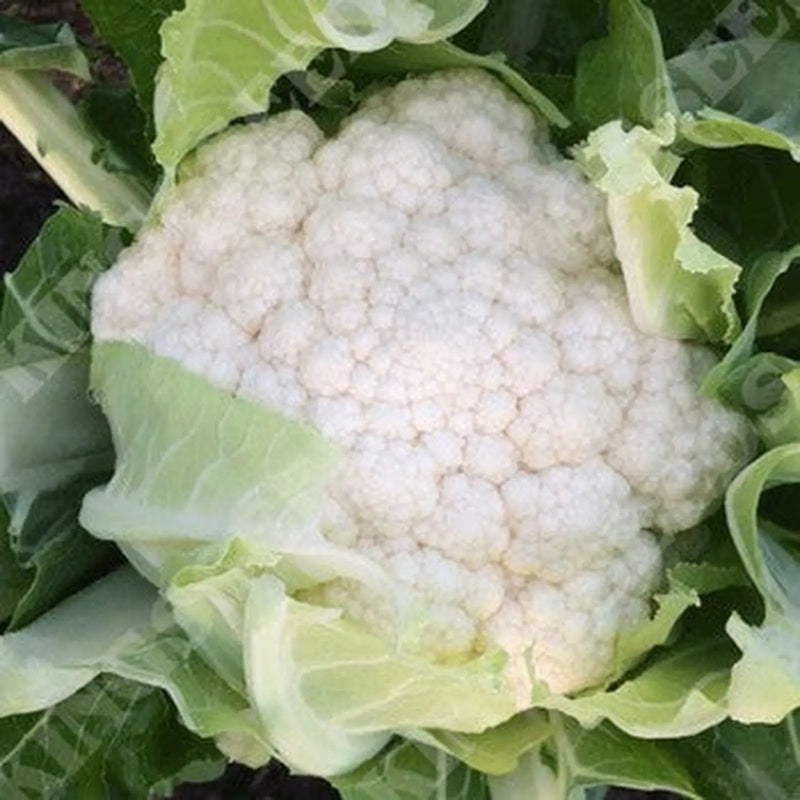 Kings Seeds Cauliflower, Zaragoza F1 (PM F)