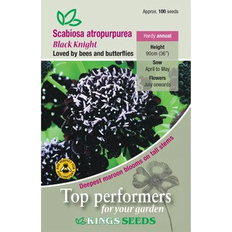 Kings Seeds Scabiosa atropurpurea, Black Knight (PM F)