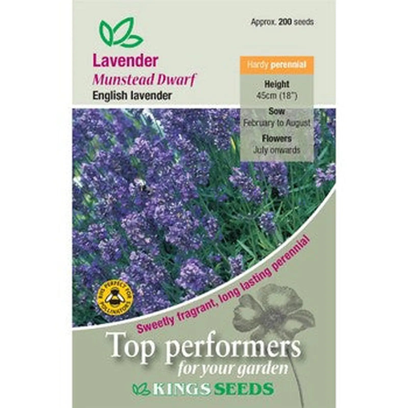Kings Seeds Lavender, Munstead Dwarf (PM - C )