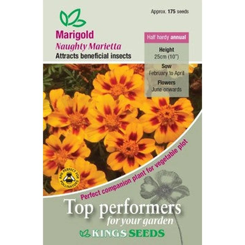Kings Seeds Marigold, Naughty Marietta (PM C)