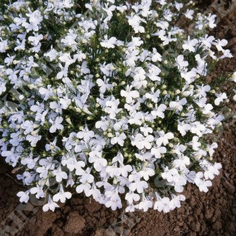 Kings Seeds Lobelia, Riviera White (PM C)