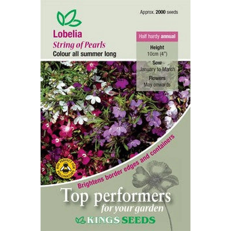 Kings Seeds Lobelia, String of Pearls (PM - C )