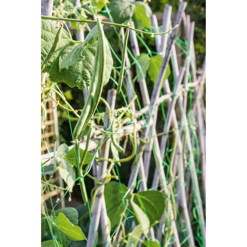 Ambassador Pea & Bean Net 6 x 2m