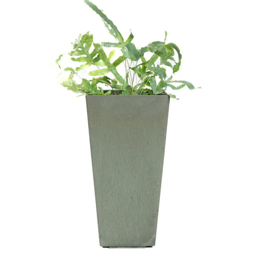 Primeur Sonata Blossom Planter 50cm