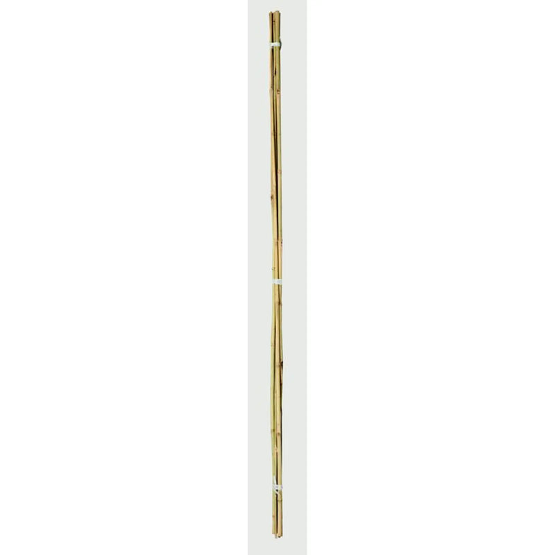 Ambassador Bamboo Canes 2' Pack of 20