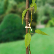 Ambassador Bamboo Canes 4' Pack 20