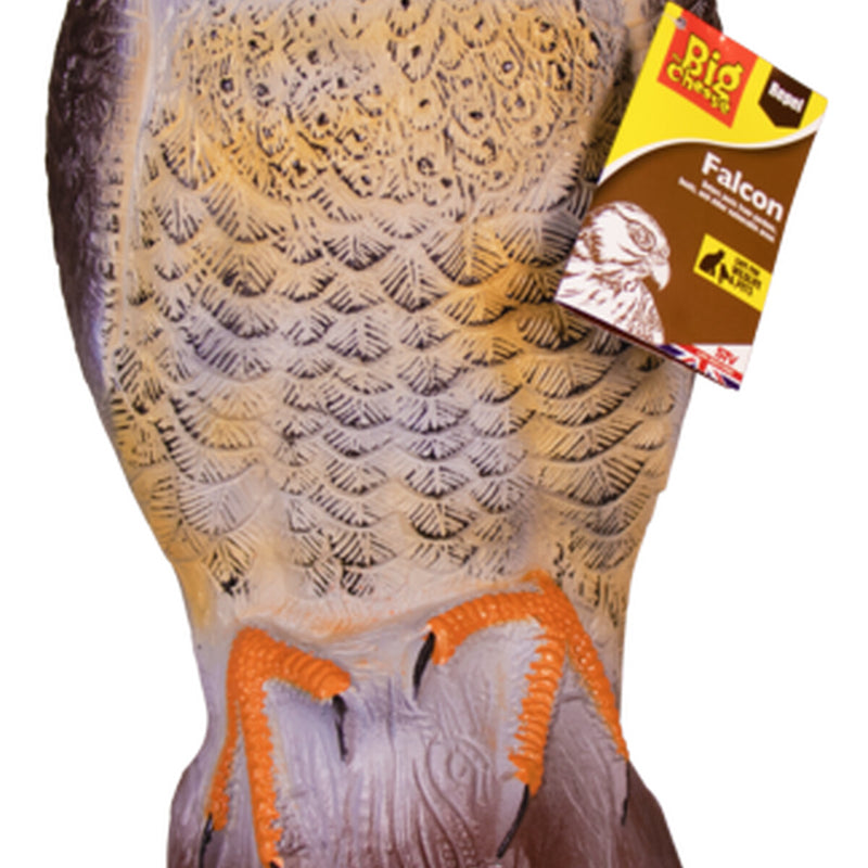 The Big Cheese Falcon